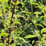 Trichostema dichotomum Hoja
