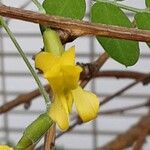 Caragana arborescens Λουλούδι
