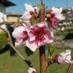 Prunus persicaFlower