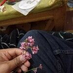 Asperula hirsuta Λουλούδι