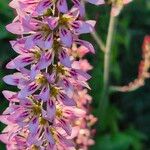 Francoa appendiculata Цвят