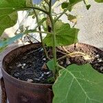 Solanum torvum 整株植物