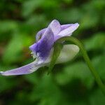 Viola anagae