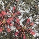 Drosera intermedia Lapas