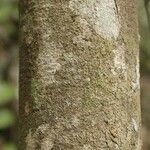 Ilex martiniana Bark