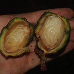 Raphia textilis Fruto