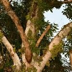 Ficus variegata Frugt