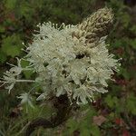Xerophyllum tenax Цвят