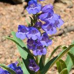 Penstemon glaber Flor