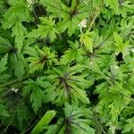 Tiarella cordifolia 葉