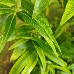Salix udensis Yaprak