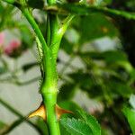 Rosa carolina Rinde