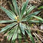 Agave vivipara 葉