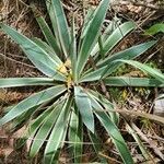 Agave vivipara Fuelha