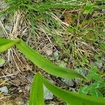 Platanthera bifolia Folla