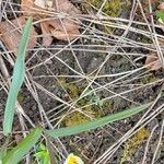 Tulipa sylvestris Hoja