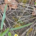 Tulipa sylvestris Ліст