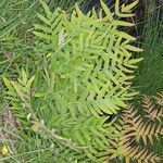 Osmunda regalis Leaf