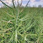 Brassica napusFruit