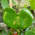 Philodendron grazielae Hoja