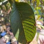 Psidium guajava Leaf