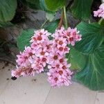 Bergenia crassifolia Λουλούδι