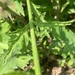 Verbena officinalis Likasa