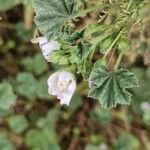 Malva neglecta Fula
