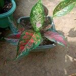 Aglaonema commutatum Folha