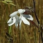 Silene italica Flor