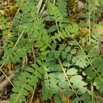 Astragalus hypoglottis Blad