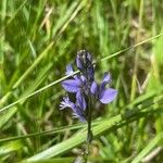 Polygala calcarea Habit