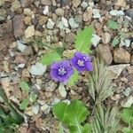 Phacelia parryi Floare