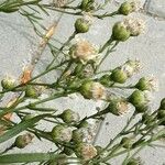 Solidago ptarmicoides Fruchs