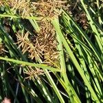 Cyperus longus Цвят