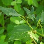 Physalis longifolia Leaf