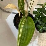 Aspidistra lurida List