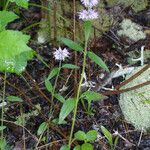 Blephilia ciliata Habit