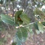 Quercus fusiformis Hoja