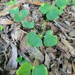 Drymaria cordata Leaf