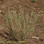 Artemisia barrelieri Habitat