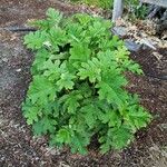 Hydrangea quercifolia Tervik taim