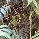 Chamaedorea microspadix Plod