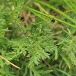 Achillea erba-rotta Folha