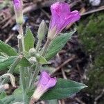Epilobium hirsutum Floro