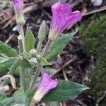 Epilobium hirsutum Blüte