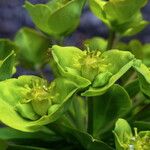 Euphorbia biumbellata Кветка