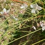 Oenothera lindheimeri Flor