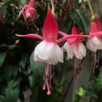Fuchsia spp. Květ