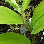 Polygonatum hirtum List